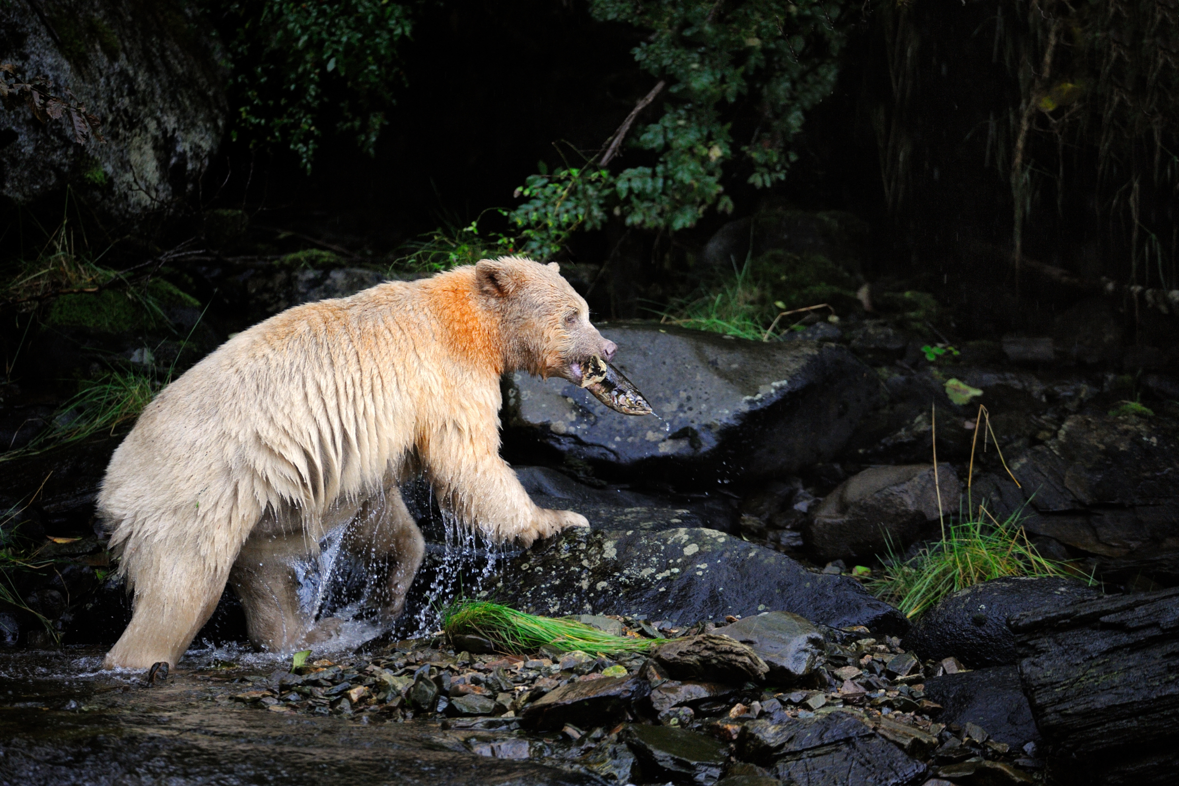 Great Bear Rainforest, British Columbia.webp